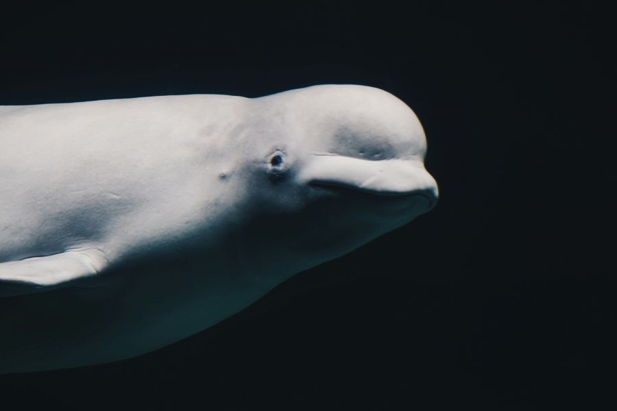 Beluga whale westman island
