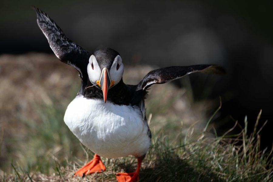 A Puffin at Borgarfjörður 