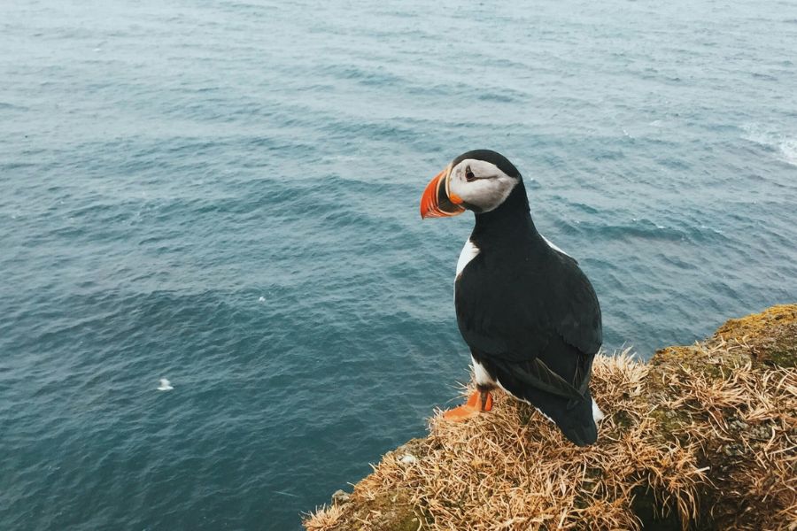 A Puffin at Látrabjarg in the West Fjords 