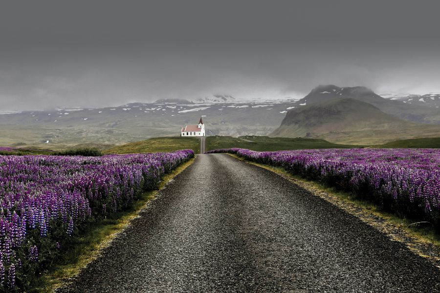 Iceland's Purple Lupines