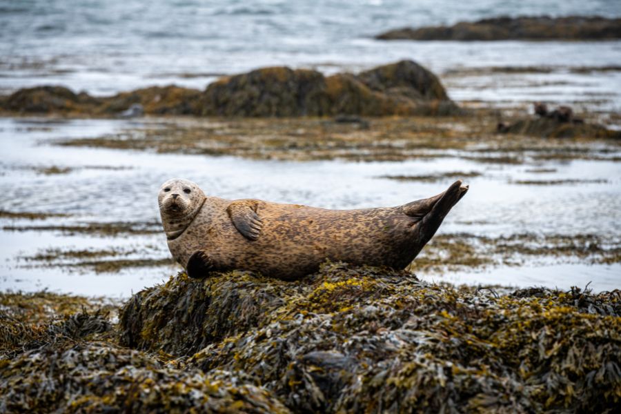 Ytri Tunga Beach in West Iceland