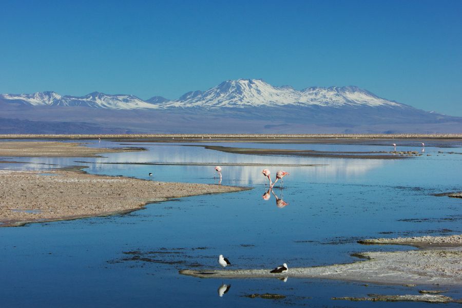 Los Flamencos National Reserve