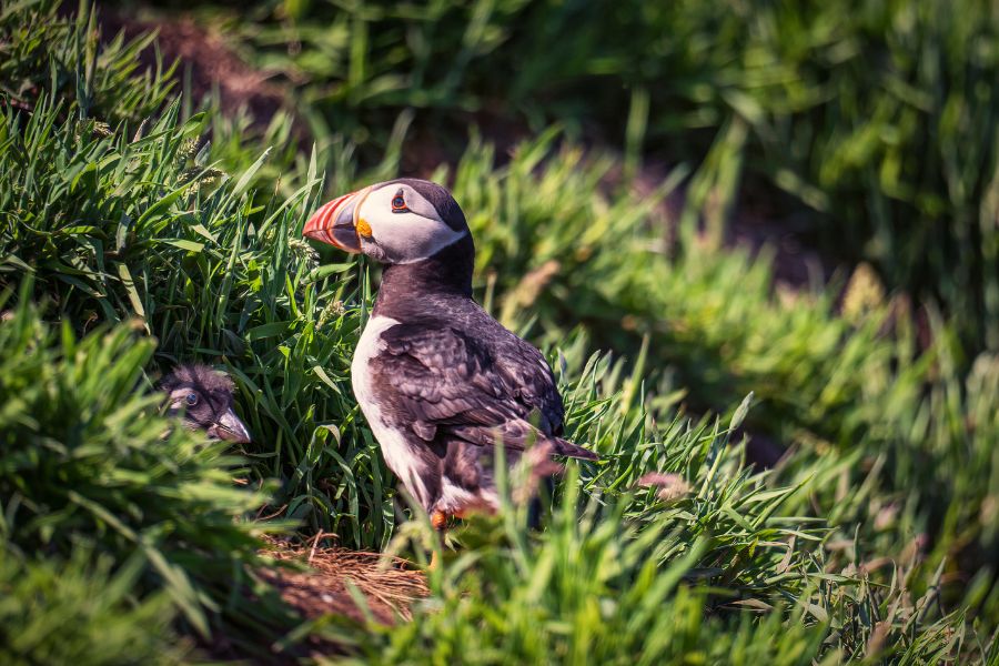 Puffings on Westman Island