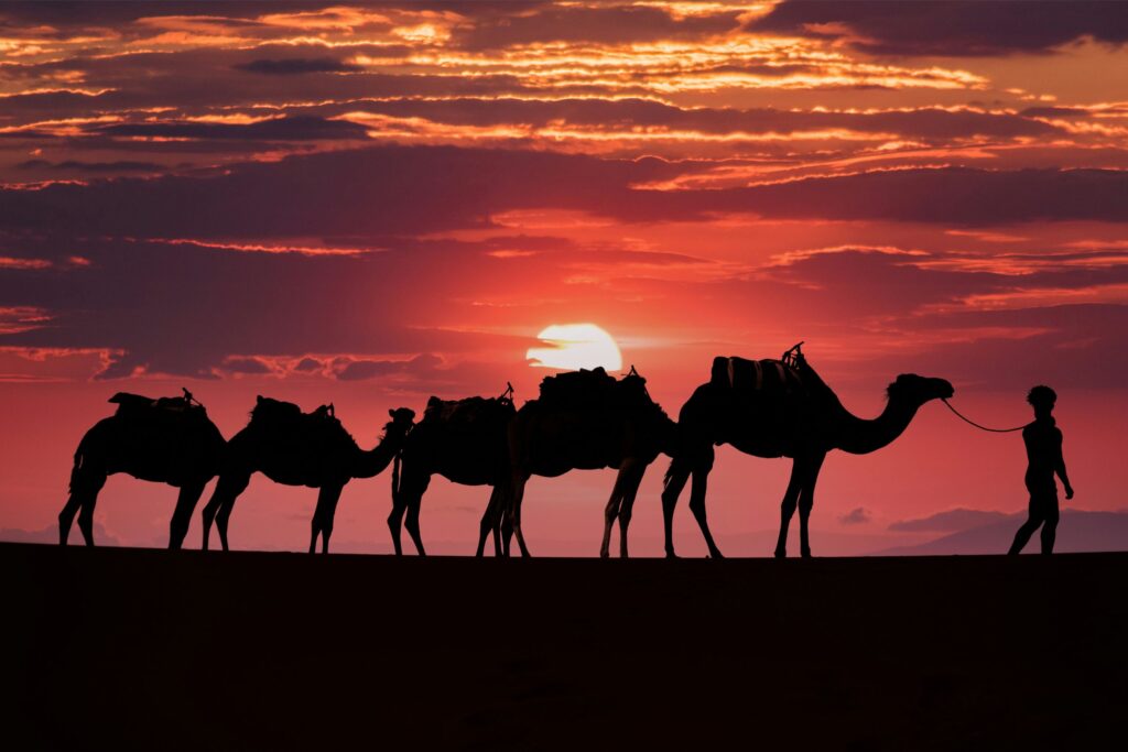 pink sunset on the dunes and camels on the horizon