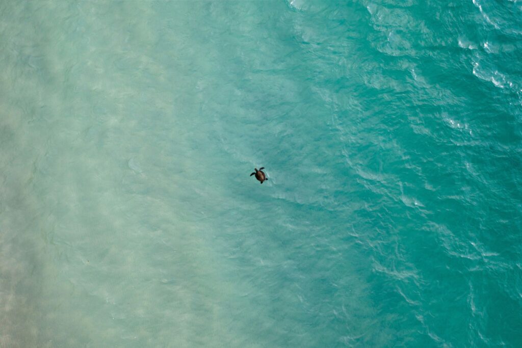 Turtle in vast Ocean