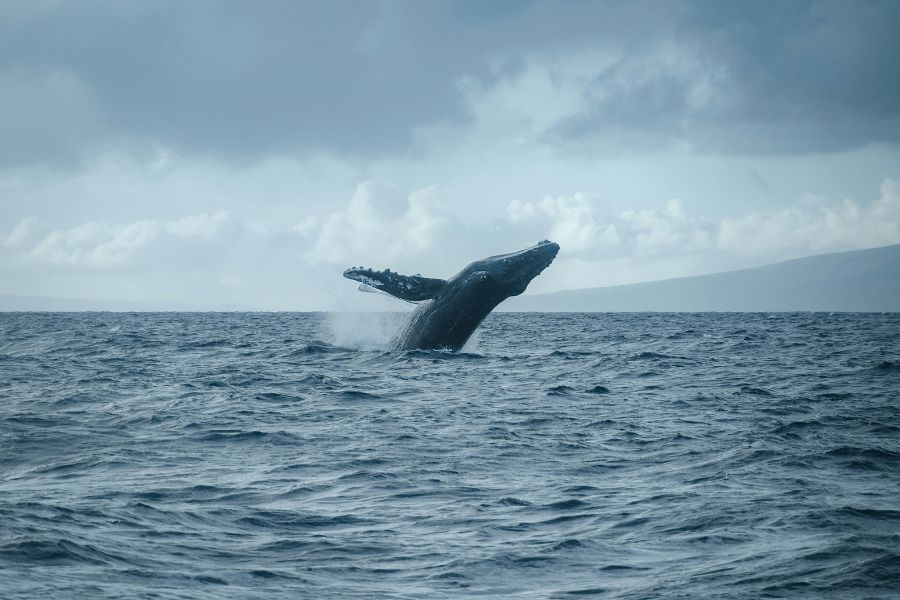 Humpback Whale Imbituba 