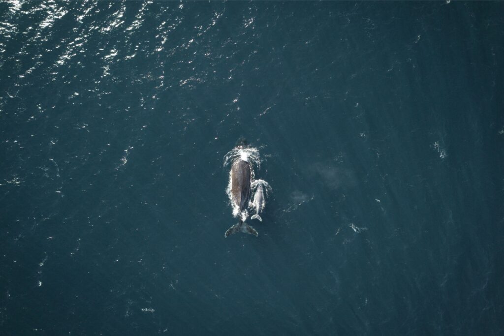 Southern Right Whales