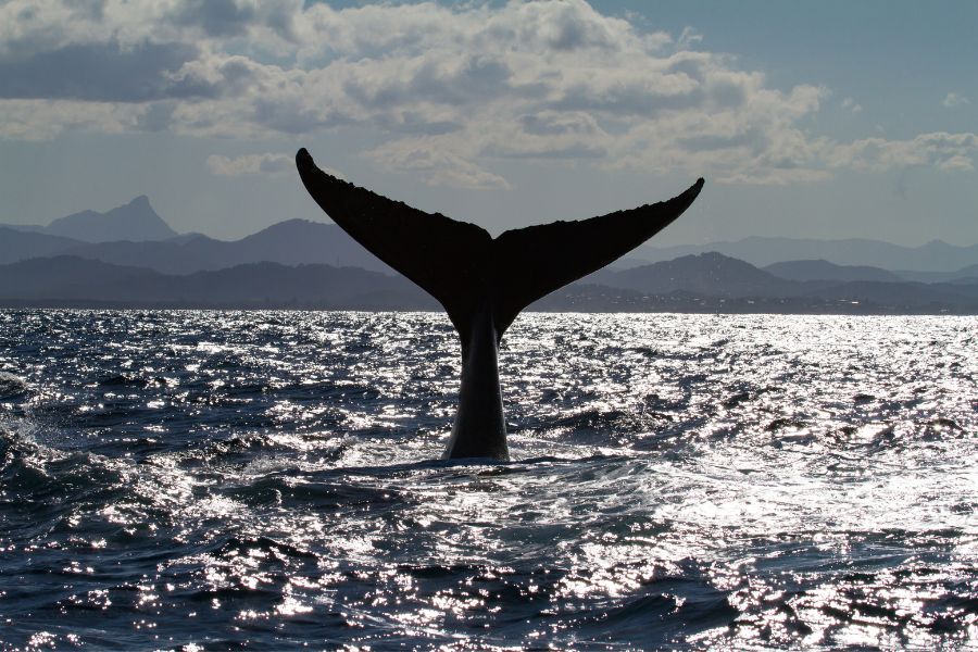 Whale fin showing from Praia de Ibiraquera